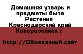 Домашняя утварь и предметы быта Растения. Краснодарский край,Новороссийск г.